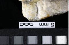 Foto (Detailansicht) von Prosopon verrucosum (Reuss, 1858) (NHMW-GEO-1990-0041-0034)